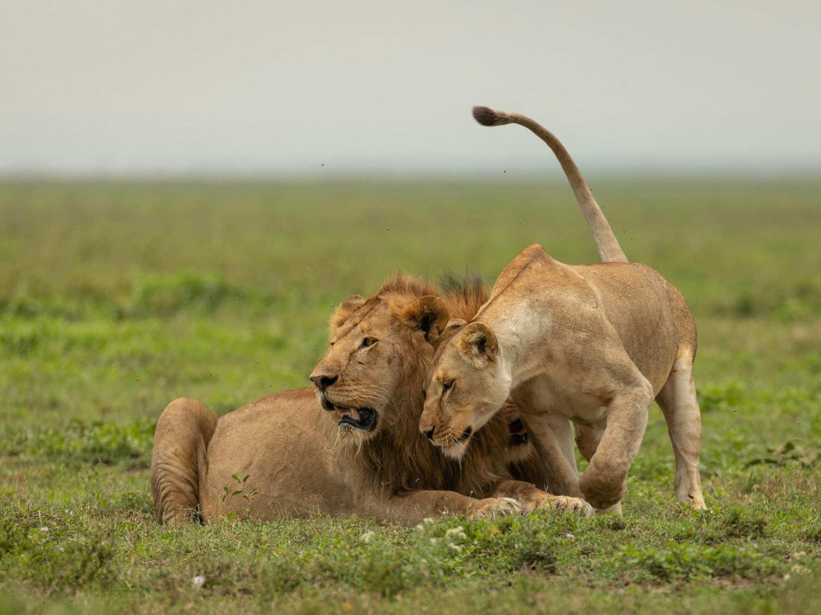 Tanzania